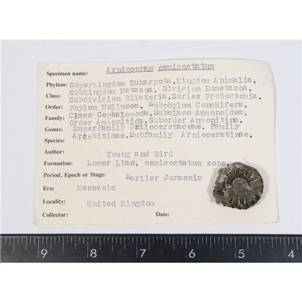 ARNIOCERAS SEMICOSTATUM-SEE PHOTO FOR DETAILS