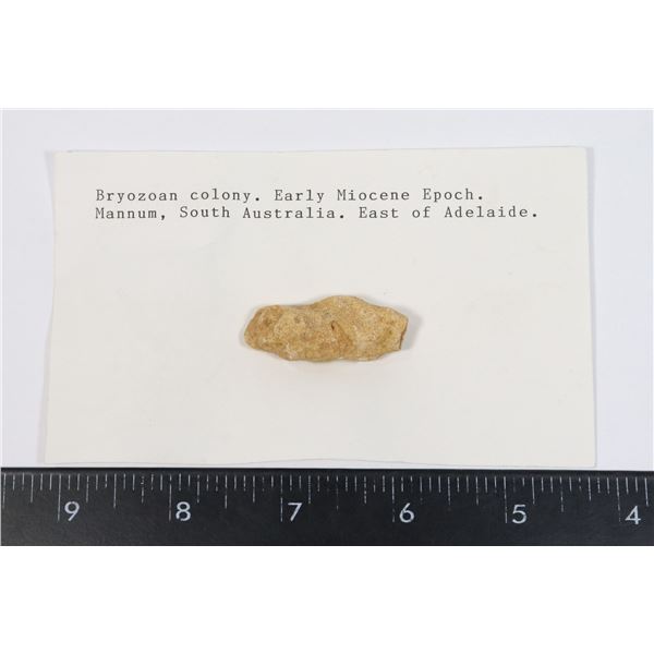 BRYOZOAN COLONY-SEE PHOTO FOR DETAILS