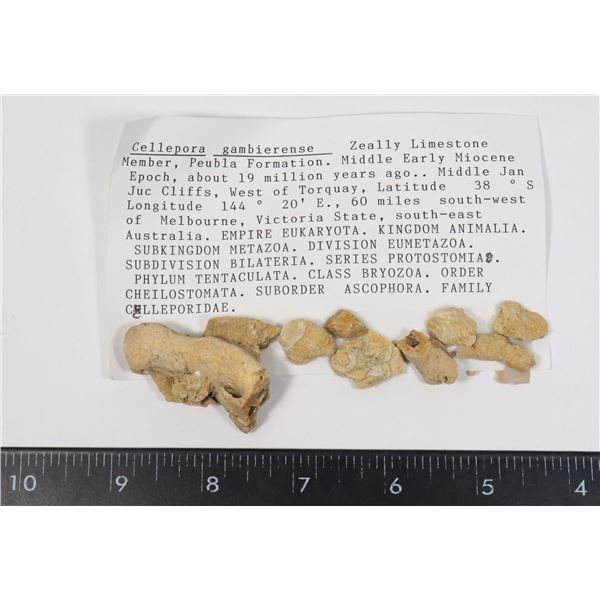 CELLEPORA GAMBIERENSE-SEE PHOTO FOR DETAILS