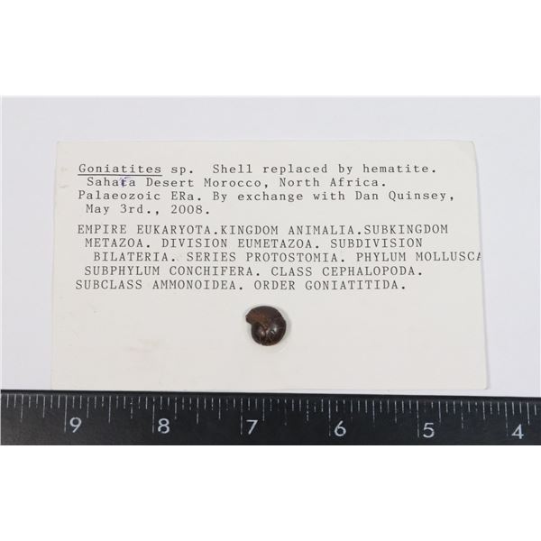 GONIATITES-SEE PHOTO FOR DETAILS