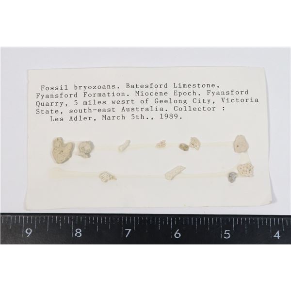 FOSSIL BRYOZOANS-SEE PHOTO FOR DETAILS