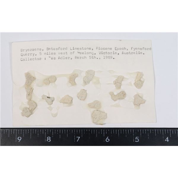 BRYOZOANS-SEE PHOTO FOR DETAILS