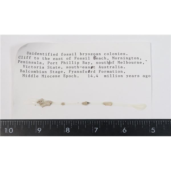 FOSSIL BRYOZOAN COLONIES-SEE PHOTO FOR DETAILS