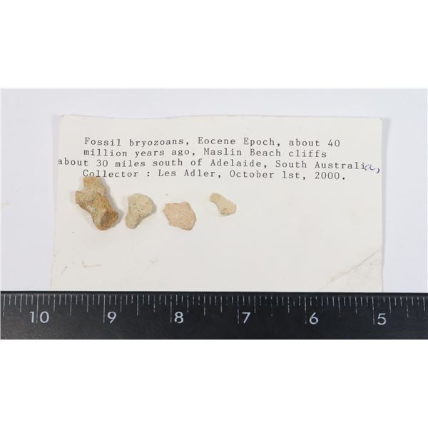 FOSSIL BRYOZOANS-SEE PHOTO FOR DETAILS
