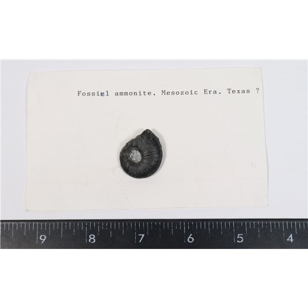 AMMONITE FOSSIL-SEE PHOTO FOR DETAIL