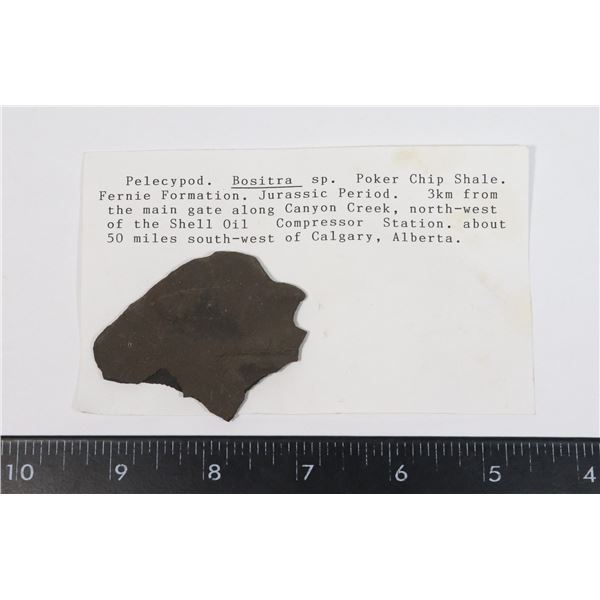 PELECYPOD-SEE PHOTO FOR DETAILS