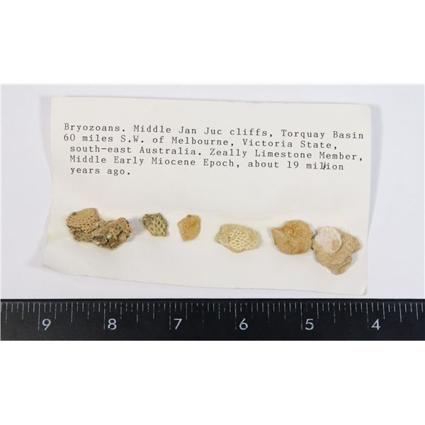 BRYOZOANS-SEE PHOTO FOR DETAILS