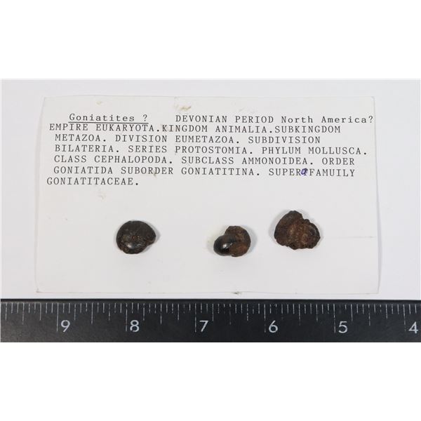 GONIATITES-SEE PHOTO FOR DETAILS