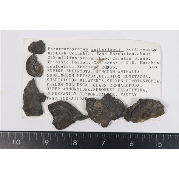 PARATRACHYCERAS SUNTHERLANDI-SEE PHOTO FOR DETAILS