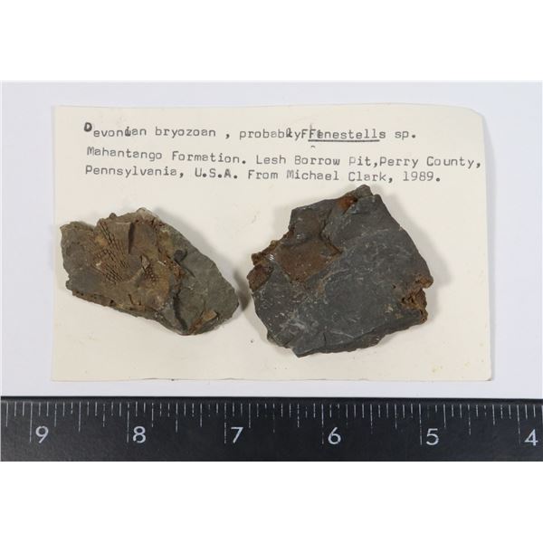 DEVONIAN BRYOZOAN-SEE PHOTO FOR DETAILS