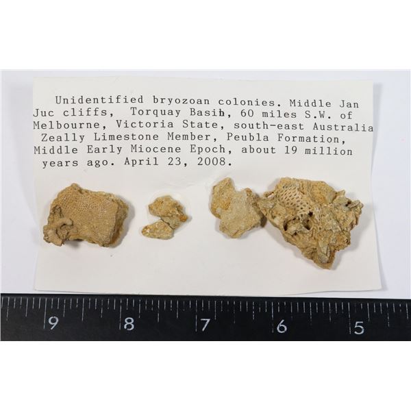 BRYOZOAN COLONIES-DEE PHOTO FOR DETAILS