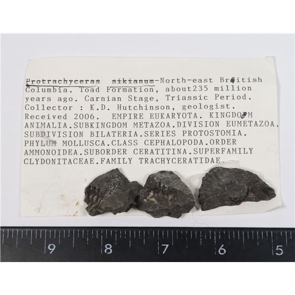 PROTRACHYCERAS SIKIANUM-SEE PHOTO FOR DETAILS