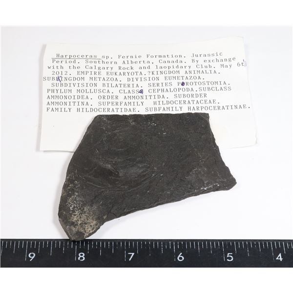 HARPOCERAS-SEE PHOTO FOR DETAILS