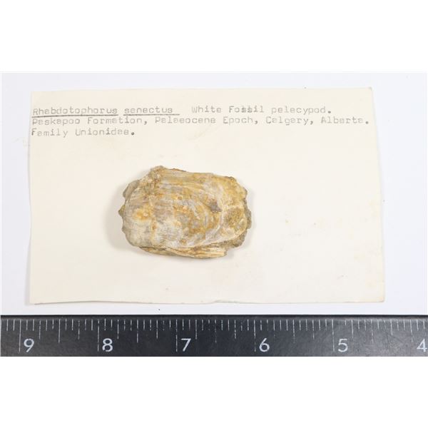 RHABDOTOPHORUS SENECTUS-SEE PHOTO FOR DETAILS