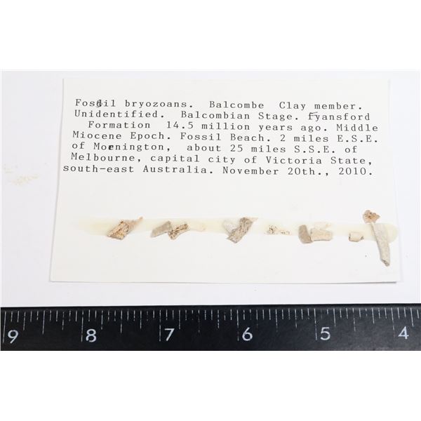 BRYOZOAN FOSSILS-SEE PHOTO FOR DETAILS