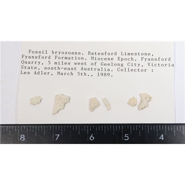 BRYOZOAN FOSSILS-SEE PHOTO FOR DETAILS
