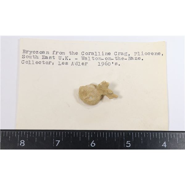 BRYOZOAN-SEE PHOTO FOR DETAILS