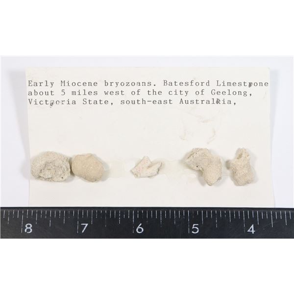 MIOCENE BRYOZOANS-SEE PHOTO FOR DETAILS