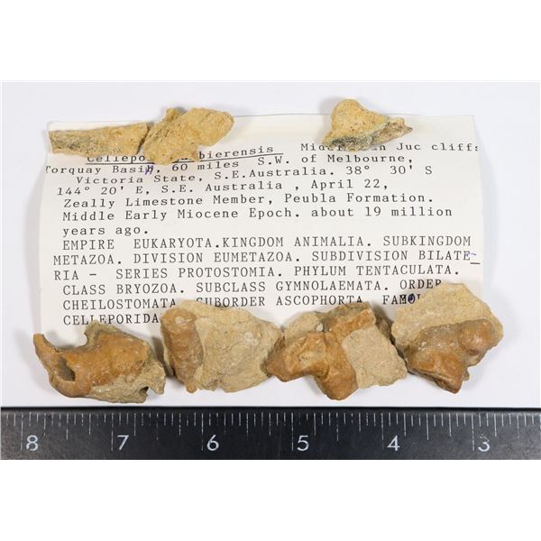 CELLEPORA GAMBIERENSIS-SEE PHOTO FOR DETAILS