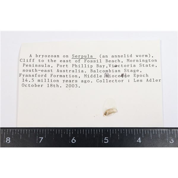 BRYOZOAN-SEE PHOTO FOR DETAILS