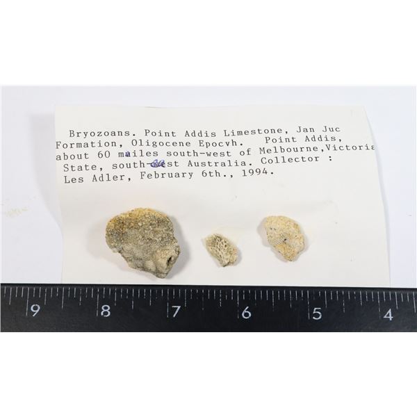 BRYOZOANS-SEE PHOTO FOR DETAILS