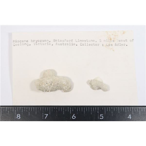 MIOCENE BRYOZOAN-SEE PHOTO FOR DETAILS