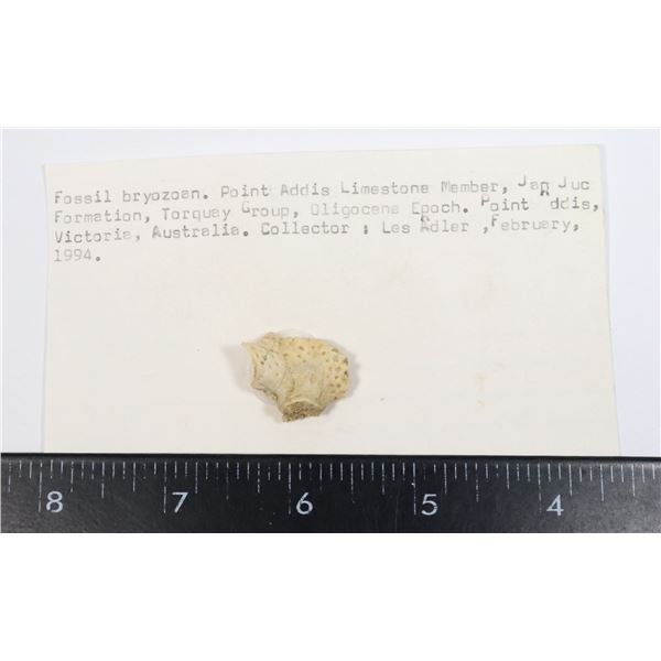 BRYOZOAN FOSSIL-SEE PHOTO FOR MORE DETAILS