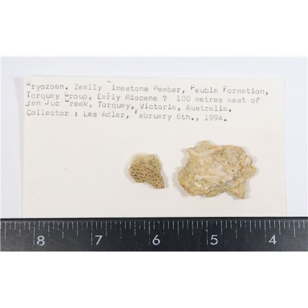 BRYOZOAN-SEE PHOTO FOR DETAILS