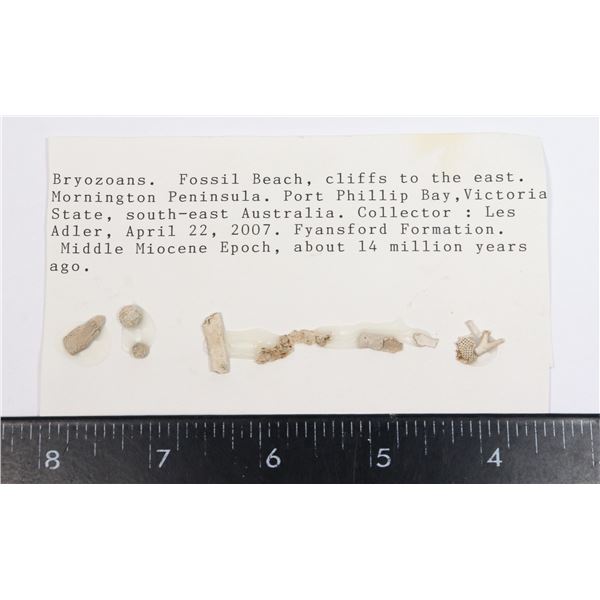 BRYOZOANS-SEE PHOTO FOR DETAILS