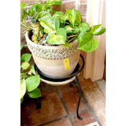 Plant/Stand