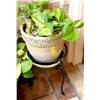 Image 1 : Plant/Stand