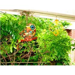 Parrott/Wind Turban/Butterfly