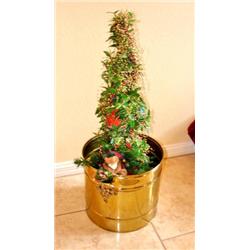 Brass Can/Christmas Tree