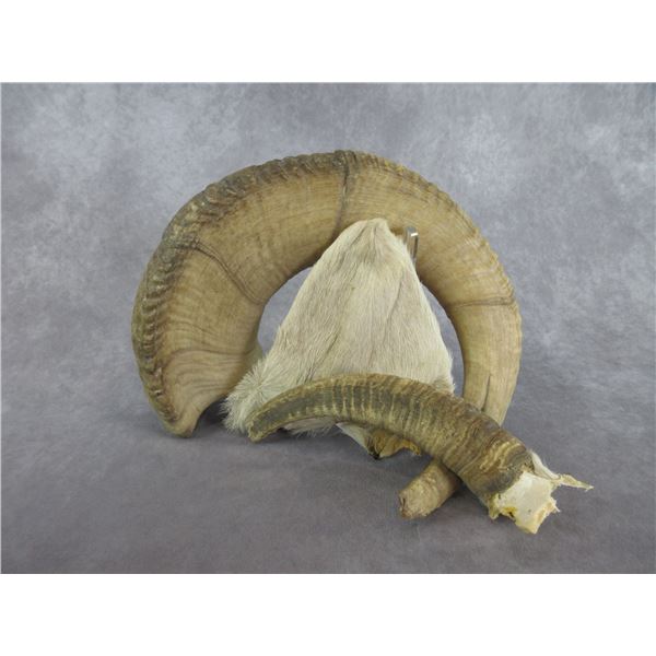 Dall Ram Horn- Dall Ewe Horn- Dall Nut Sack-