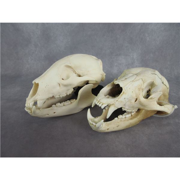 2 Black Bear Skulls- 10.5" X 6"