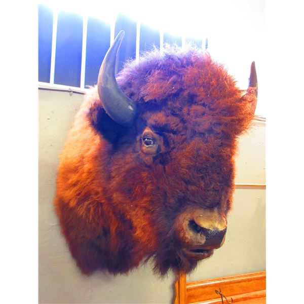 Buffalo Shoulder Mount- 21  Spread- Good Taxidermy