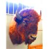 Image 1 : Buffalo Shoulder Mount- 21" Spread- Good Taxidermy