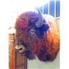 Image 2 : Buffalo Shoulder Mount- 21" Spread- Good Taxidermy