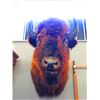 Image 3 : Buffalo Shoulder Mount- 21" Spread- Good Taxidermy