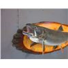 Image 2 : Lake Trout Mount On Board- 32"