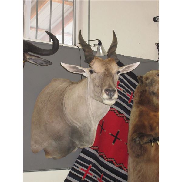 Eland Shoulder Mount- 23" Horns- 11.5" Bases- Good Taxidermy