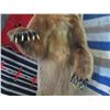 Image 3 : Full Mount Upright Grizzly Bear On Casters- 85" Total Height- Good Claws- NO PAPERWORK- MUST STAY IN