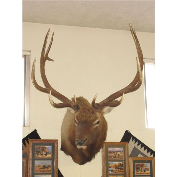 Bull Elk Shoulder Mount- 44" Antlers- 11.5" Bases- Scores 330- Good Taxidermy