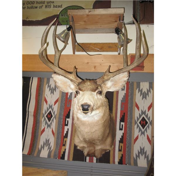 Shoulder Mount Mule Deer- 27"W- 6.5" Bases