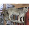 Image 1 : Fully Body Mount Bobcat On Log- Cat Is 20"H X 27"- Good Mount