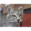 Image 2 : Fully Body Mount Bobcat On Log- Cat Is 20"H X 27"- Good Mount