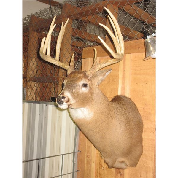 5X6 Whitetail Shoulder Mount- 19.5"W X 5" Bases- Long Tines- Nice Buck