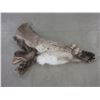 Image 1 : Tanned Caribou Cape