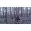 Image 5 : 3-Day Northeast Alabama Turkey or Deer Hunt for Two (2)