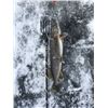 Image 2 : Northern Minnesota Spear Fishing